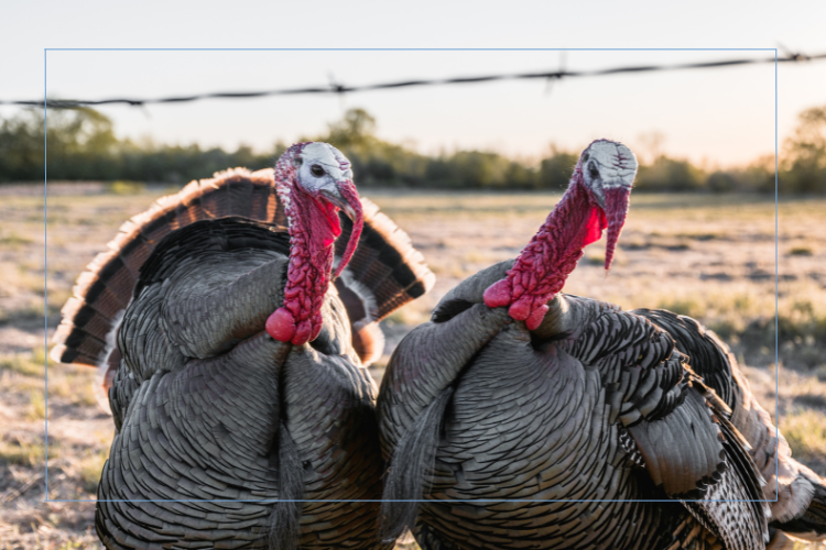 Two live turkeys